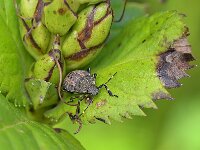 Halyomorpha halys 12, Bruingemarmerde schildwants, Saxifraga-Tom Heijnen