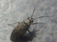 Heterocordylus tibialis