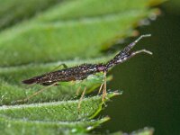 Heterotoma planicornis 2, Saxifraga-Ab H Baas