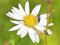 Himacerus mirmicoides 8, Miersikkelwants (larva-nymf), Saxifraga-Tom Heijnen