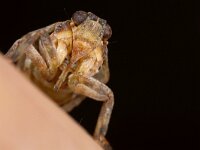 Issus coleoptratus 2, Klimopkevercicade, Saxifraga-Luc Hoogenstein