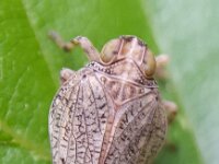 Issus coleoptratus 5, Klimopkevercicade, Saxifraga-Ben Delbaere  IICSA���II