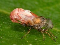 Kleidocerys resedae