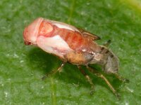 Kleidocerys cf resedae 18, Saxifraga-Ab H Baas