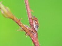 Kleidocerys resedae 19, Saxifraga-Ab H Baas