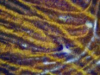 Leptoglossus occidentalis 10, Bladpootrandwants, Saxifraga-Ab H Baas
