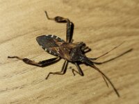 Leptoglossus occidentalis 15, Bladpootrandwants, Saxifraga-Ben Delbaere