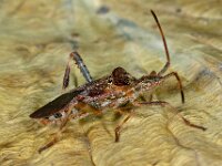Leptoglossus occidentalis 5, Bladpootrandwants, Saxifraga-Ab H Baas