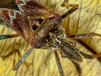 Leptoglossus occidentalis 6, Bladpootrandwants, Saxifraga-Ab H Baas