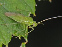 Wants spec #12896 : Lygocoris pabulinus,  Common Green Capsid, Groene appelwants