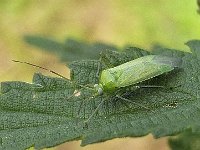 Lygocoris pabulinus  N0566 : Lygocoris pabulinus,  Common Green Capsid, Groene appelwants
