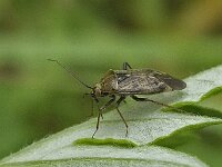 Wants spec N1029 : Lygus rugulipennis, Behaarde wants