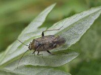 Wants spec N1030 : Lygus rugulipennis, Behaarde wants