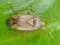 Lygus rugulipennis 12, Saxifraga-Ab H Baas