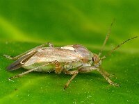 Lygus rugulipennis 14, Saxifraga-Ab H Baas