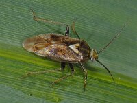 Lygus rugulipennis #08393 : Lygus rugulipennis