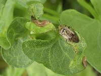 Lygus rugulipennis N1003 : Lygus rugulipennis, Behaarde wants