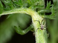 Macrosiphoniella millefolii 3, Duizendbladgalluis, Saxifraga-Luc Hoogenstein : Lunetten