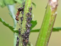 Metopeurum fuscoviride 2, bladluis, Saxifraga-Tom Heijnen