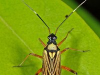 Miris striatus 12, Geribde prachtblindwants, Saxifraga-Ab H Baas