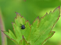 Nezara viridula 46, Zuidelijke groene schildwants, Saxifraga-Tom Heijnen