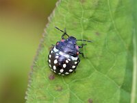 Nezara viridula 81, Zuidelijke groene schildwants, Saxifraga-Tom Heijnen