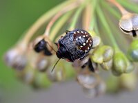 Nezara viridula 82, Zuidelijke groene schildwants, Saxifraga-Tom Heijnen