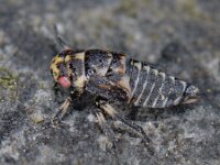 Oncopsis sp