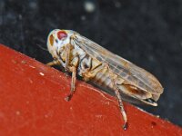 Oncopsis subangulata