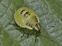 Palomena prasina #02762 : Palomena prasina, Green Shieldbug, Groene Stinkwants, larva 3e stage