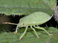 Palomena prasina #02866 : Palomena prasina, Green Shieldbug, Groene Stinkwants, larva