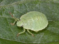 Palomena prasina #02904 : Palomena prasina, Green Shieldbug, Groene Stinkwants, larva