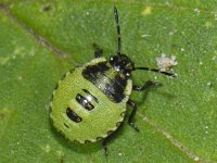 Palomena prasina #08368 : Palomena prasina, Green Shieldbug, Groene Stinkwants, nymph