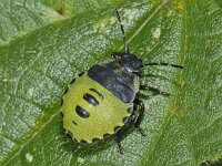 Palomena prasina #09392 : Palomena prasina, Green Shieldbug, Groene Stinkwants, nymph