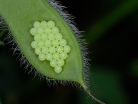 Palomena prasina 33, Groene stinkwants, Saxifraga-Ab H Baas