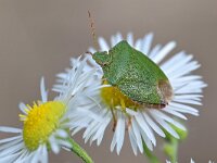 Palomena prasina 37, Groene schildwants, Saxifraga-Tom Heijnen