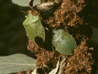 Palomena prasina 4, Groene stinkwants, Saxifraga-Pieter van Breugel
