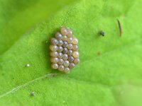 Palomena prasina 42, Groene schildwants (eitjes), Saxifraga-Tom Heijnen