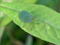 Palomena prasina 44, Groene schildwants, Saxifraga-Tom Heijnen
