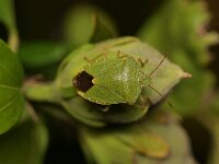 Palomena prasina 49, Groene schildwants, Saxifraga-Tom Heijnen
