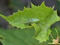 Palomena prasina 50, Groene schildwants, Saxifraga-Tom Heijnen