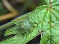 Palomena prasina 56, Groene schildwants, Saxifraga-Tom Heijnen