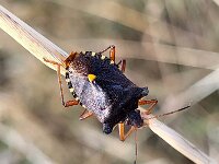 Pentatoma rufipes 22, Roodpootschildwants, Saxifraga-Ben Delbaere