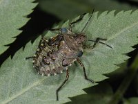 Pentatoma rufipes #12424 : Pentatoma rufipes, Forest bug, Roodpootschildwants