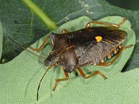 Pentatoma rufipes #08443 : Pentatoma rufipes, Forest bug, Roodpootschildwants