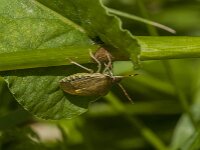 Peribalus strictus 9, Zuidelijke schildwants, Saxifraga-Jan van der Straaten