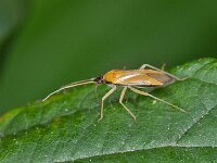 Phylus melanocephalus 5, Saxifraga-Ab H Baas