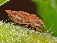 Physatocheila smreczynskii