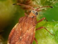 Physatocheila smreczynskii 2, Saxifraga-Ab H Baas