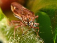 Physatocheila smreczynskii 3, Saxifraga-Ab H Baas